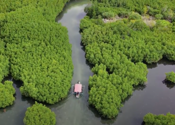 Hutan Mangrove Gusung